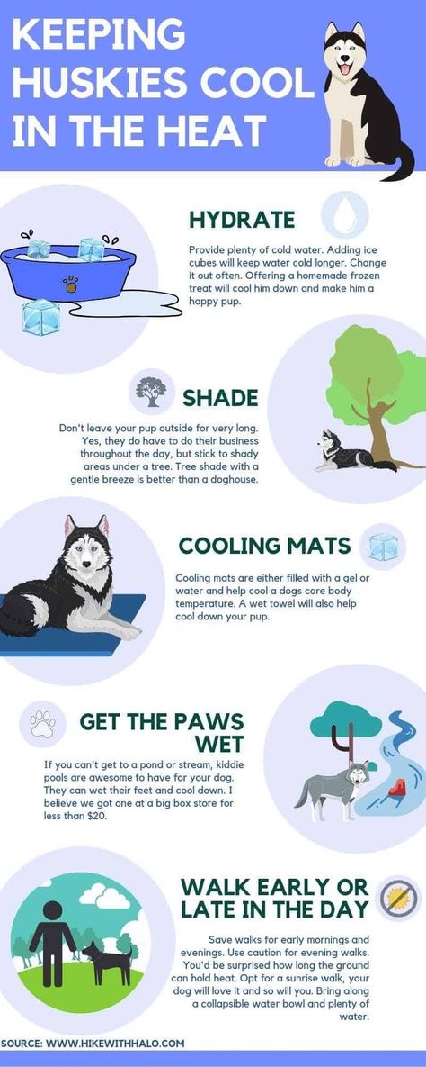 Tmnt Fan Art, Husky Grooming, Husky Puppy Training, Siberian Husky Training, Husky Pups, Husky Training, Husky Facts, Puppies Tips, Husky Puppies