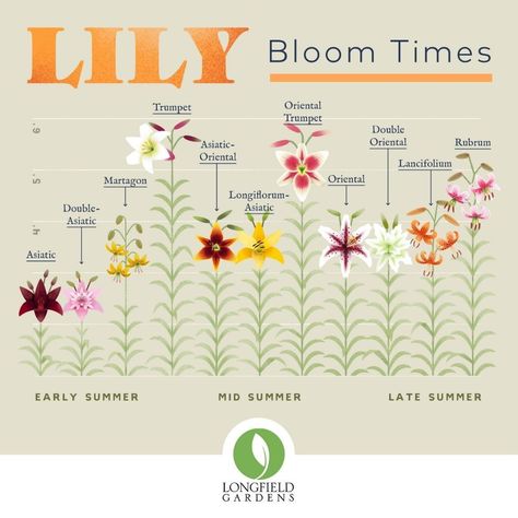 Different Types Of Lilies, Lilly Plants, Growing Lilies, Types Of Lilies, Longfield Gardens, Lily Garden, Lily Plants, Lily Bloom, Garden Bulbs