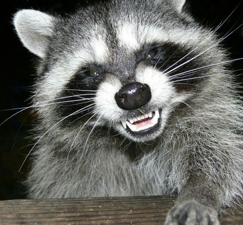 When your smiling  :) Raccoon Smiling, Raccoon Teeth, Happy Raccoon, Animal Reference, Raccoon Funny, Painting Inspo, Racoon, Spirit Animal, Fox