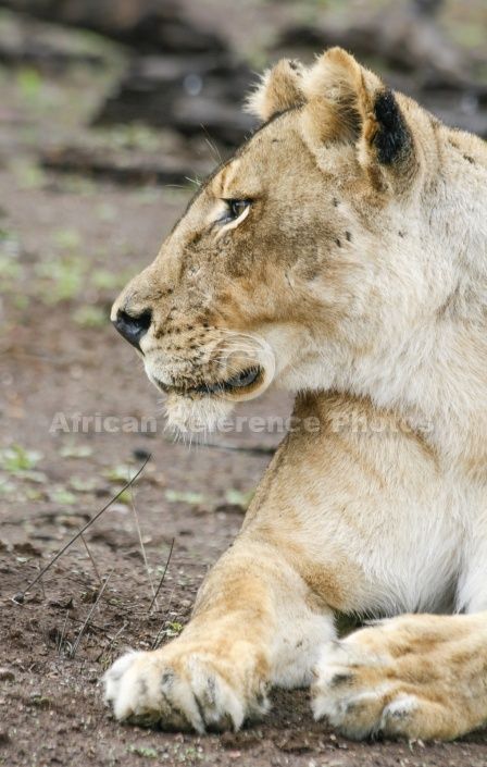 Lioness Side View, Lioness Side Profile, Lion Side Profile, Cat References, Profile Drawing, Animal Anatomy, Cat Reference, Lion Art, Game Reserve