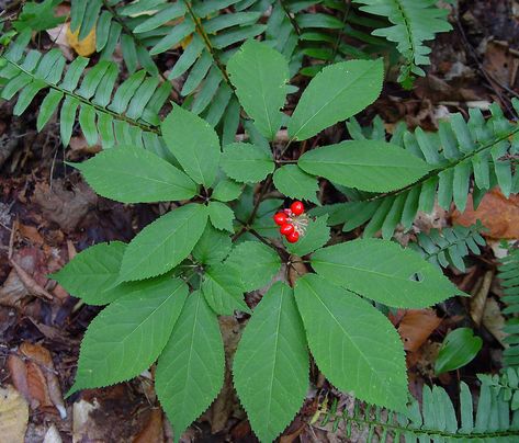 A ginseng plant in the wild. Growing Ginseng, Ginseng Plant, Endangered Plants, Perennial Herbs, Herbs For Health, Herb Seeds, Healing Herbs, Bulb Flowers, Farm Gardens