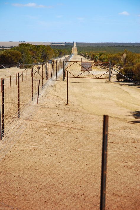 Rabbit Proof Fence in Australia. The longest fence in the world. Animal Barrier Fence, Rabbit Proof Fence, Rabbit Proof Fence Movie, Western Fence Lizard, Raising Meat Rabbits In A Colony, Northern Territory Australia Photography, South Australia, First Nations, Tasmania