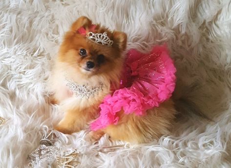 Pomeranian Princess Ballerina in Pink! Pomeranian In Purse, Pink Pomeranian, Pomeranian Clothes, Princess Puppy, Pomeranian Facts, Dog Goals, Pure Breed Dogs, Ballerina Princess, Princess Ballerina