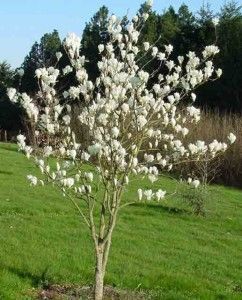 Magnolia Denudata, Planting Plan, Golden Flower, Most Beautiful Flowers, Ornamental Plants, Deciduous Trees, Seed Pods, Big Flowers, Growing Tree