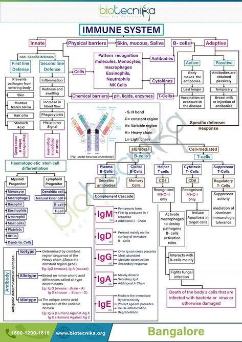 Immune system Innate And Adaptive Immunity, Skin System Anatomy, Lymphocytes Immune System, Cytokines Immune System, Clinical Chemistry Laboratory, Innate Vs Adaptive Immunity, Immunoglobulin Types, Immunology Study Notes, Immunity Notes