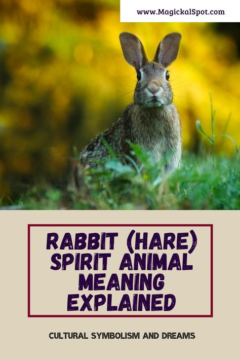 Bunny Spirit Animal Meaning, Bunny Meaning, Rabbit Spirit Animal Meaning, Hare Spirit Animal Meaning, White Rabbit Spiritual Meaning, Rat Spirit Animal Meaning, Rabbit Spirit Animal, Rabbit Spiritual Meaning, Rabbit Symbolism