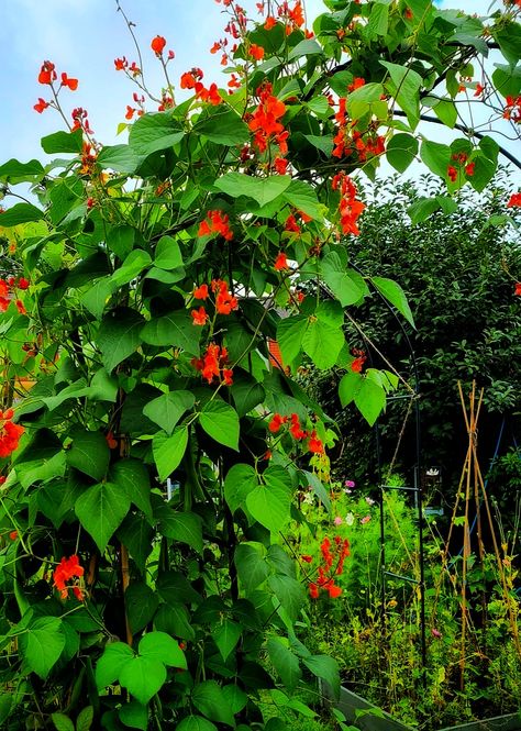 Red Runner Beans, Scarlet Runner Beans Trellis, Scarlett Runner Beans, Garden Reference, Gardening Tattoo, Bean Trellis, Bean Garden, Scarlet Runner Beans, Gardener Aesthetic