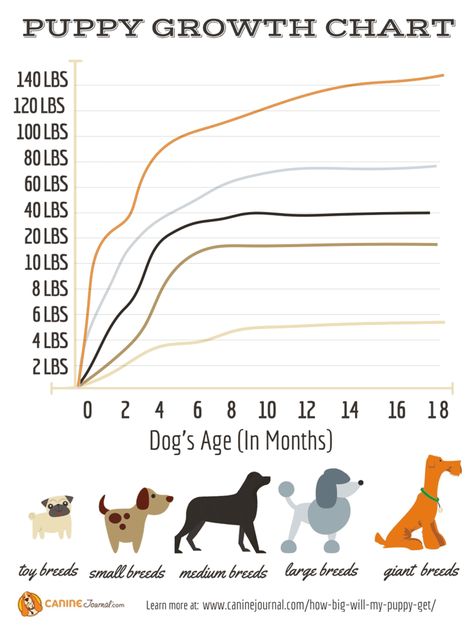 Puppy Growth Chart Puppy Breeding, Puppy Growth Chart, Stylish Dog Beds, Puppy Development, Dog Dna Test, Weight Charts, Giant Breeds, Dog Ages, Large Dog Breeds