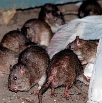 New York City's rat population has grown exponentially since the middle of the 20th century. In 1950, an estimated 250,000 rats lived in the city. By 2014, there were an estimated 2 million. The rise is partly due to changes in how the city deals with trash, and how quickly rats breed. Killing Rats, City Rats, Brown Rat, Getting Rid Of Rats, Rat Control, Rare Disease, Bacterial Infection, Rat Race, American Cities