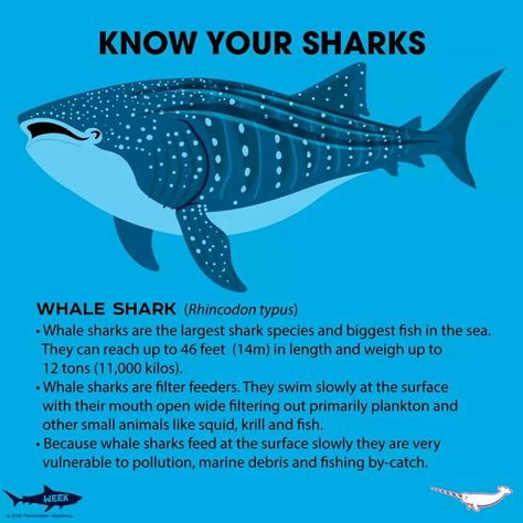 Whale Shark Pictures, Sharks Facts, Whale Shark Facts, Cool Random Facts, Fun Facts About Sharks, Facts About Sharks, Oceanography Marine Biology, Silly Sharks, Types Of Sharks