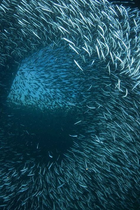 Swarm Of Fish, Schooling Fish, Ocean Stuff, Large Wall Murals, Underwater Pictures, Fish Drawings, Exotic Fish, Natural Phenomena, Ocean Animals