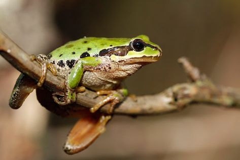 Pacific Chorus Frog, Pacific Tree Frog, Tree Frog, Tree Frogs, Chorus, Frogs, Tattoo Inspo, Animals