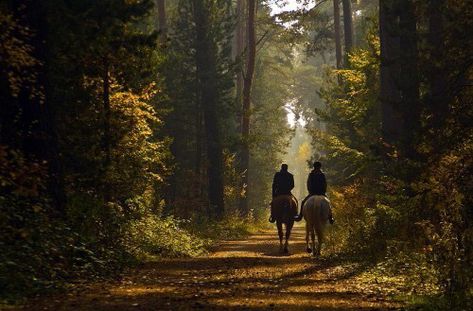 Imagem de horse, forest, and nature Merlin Aesthetic, Narnia Aesthetic, Hawke Dragon Age, Ranger's Apprentice, Rangers Apprentice, Yennefer Of Vengerberg, Bbc Merlin, The Chronicles Of Narnia, Chronicles Of Narnia