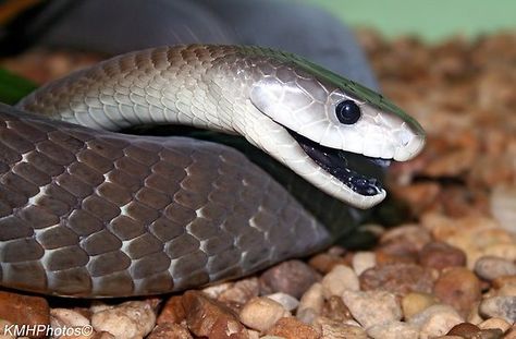 Snake Information, Black Mamba Snake, Mamba Snake, Deadly Animals, Anti Venom, Serpent Tattoo, Venomous Snakes, The Black Mamba, Snake Venom