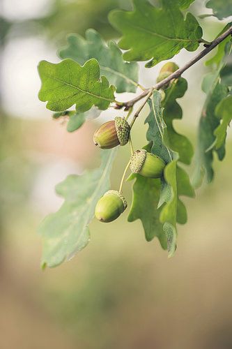 Acorn And Oak, Forest Garden, Oak Leaves, Tree Leaves, Garden Trees, Seed Pods, Oak Tree, Autumn Trees, Botany