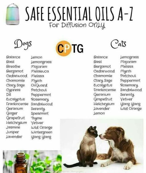 Essential Oils For Dogs, Essential Oils Dogs, Are Essential Oils Safe, List Of Essential Oils, Oils For Dogs, Homemade Cat, Essential Oil Diffuser Blends, Young Living Oils, Oil Diffuser Blends