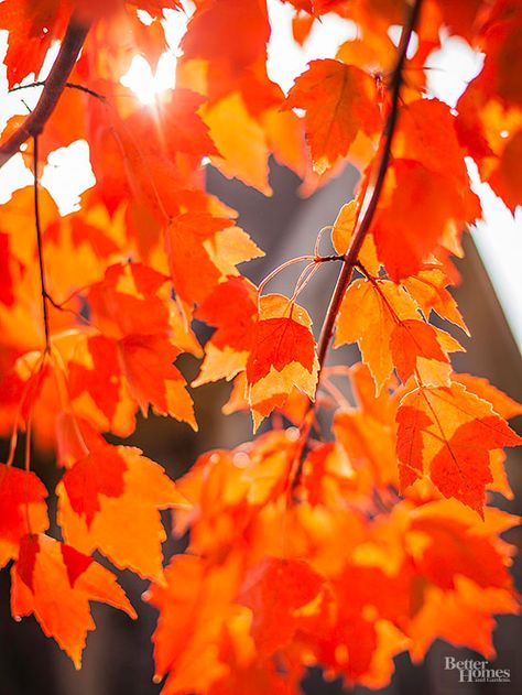 INVERNO Maple Tree Varieties, Best Shade Trees, Sugar Maple Tree, Autumn Blaze Maple, Mailbox Garden, Red Maple Tree, Small Purple Flowers, Planting Tips, Privacy Landscaping