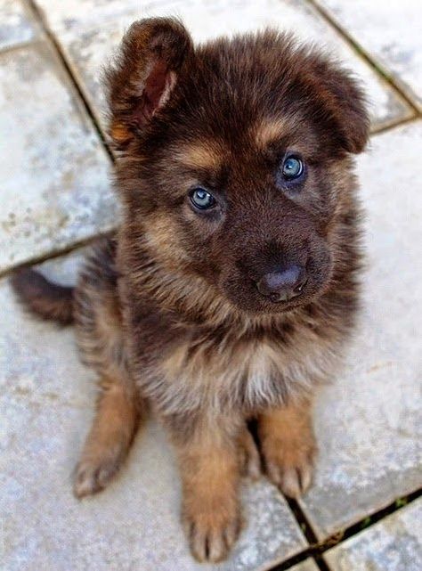 It’s awesome that mutts are finally getting so popular. Hybrid Dogs, Mixed Breed Dogs, Cute Dogs And Puppies, Shepherd Puppies, Cane Corso, German Shepherd Puppies, Siberian Husky, Shiba Inu, Doberman