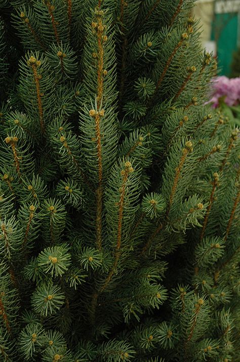 Blue Totem Spruce (Picea pungens 'Blue Totem') at Platt Hill Nursery Sandy West, Colorado Spruce, Nursery Blue, Colorado Blue Spruce, Picea Pungens, Types Of Christmas Trees, Pumpkin Garden, Full Size Photo, Blue Nursery