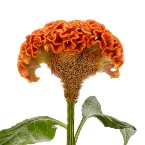 Act Orange Cut Flower Celosia Orange Celosia, Celosia Flower, Orange Cut, Flower Types, Pepper Seeds, Scientific Name, Orange Art, Nov 1, Ground Cover