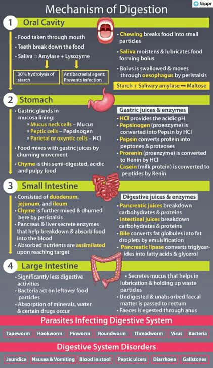 nutrition biology 10th class Physiology Notes, Biology Project, Digestion And Absorption, Nursing School Inspiration, Gastric Juice, Salivary Gland, Body Functions, Nurse Study, Gastrointestinal System