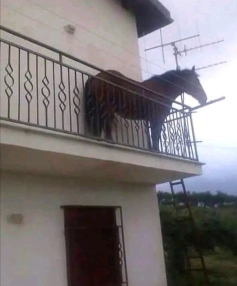 horse on a balcony meme Horse Icon, Mini Ponies, Yuumei Art, Horse Meme, Funny Cursed, Meme Joke, The Lying Detective, London Holiday, Horse Images