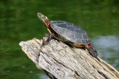 Painted Turtle on Lake Manitou Rochester Indiana USA [OC] Painted Turtles, Kawaii Turtle, Turtle Lake, Painted Turtle, Animals Pictures, Lake Art, Turtle Painting, Turtle Art, Reptiles And Amphibians