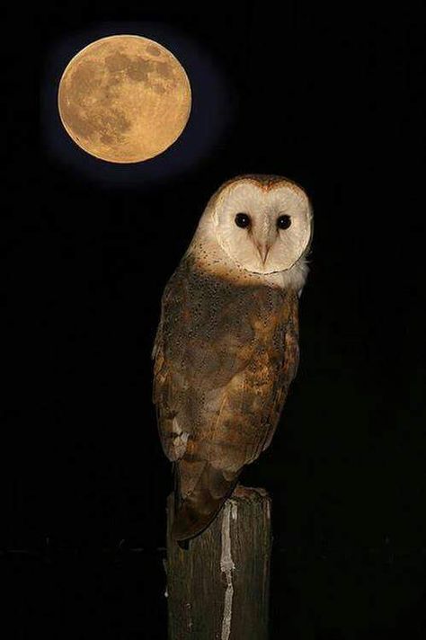 Night owl Moon In The Sky, Photo To Art, Owl Pictures, Beautiful Owl, Airbrush Art, Owl Bird, Night Owl, Owl Art, Barn Owl