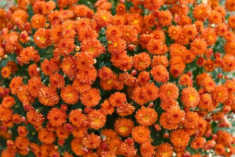 15 Mum Colors to Look Out for This Fall (Including Rare Ones) Mum Colors, Mums Flowers, Dark Orange, Tri Color, To Look, That Look, Range, Orange, Plants