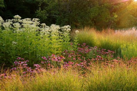 Prairie Planting, Landscaping Trees, Prairie Garden, Winter Berries, Meadow Garden, Short Plants, Blooming Plants, Traditional Landscape, Garden Borders