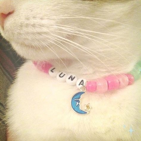 Cat Collars Diy, Chat Diy, Collars Diy, Cat Room, Cat Accessories, Cat Diy, Beautiful Cat, Pretty Cats, For Cats