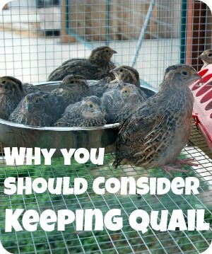 Find out reasons why you should consider keeping quail. They are a great multi-purpose bird and often you can keep them in areas that aren't zoned for chickens and ducks. Keeping Quail, Chickens And Ducks, Raising Quail, Quails, Keeping Chickens, Mini Farm, Living Off The Land, Backyard Farming, Farms Living