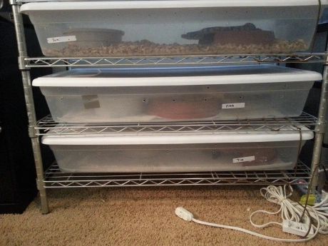 Diy Snake Rack, Snake Rack, Reptile Rack, Diy Snake, Snake Enclosure, Reptile Room, Glass Aquarium, Heat Lamp, Metal Rack