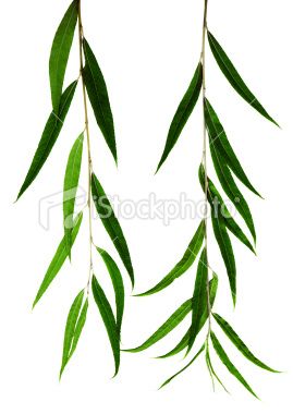 leaves Willow Tattoo, Willow Tree Tattoo, Tree Roots Tattoo, Tree Tattoo Meaning, Tree Branch Tattoo, Oak Tree Wedding, Willow Tree Tattoos, Tattoo Tree, Willow Leaves