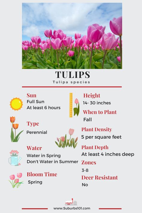 Lazy Gardener's Guide: How to Grow Tulips (Infographic) How To Plant Tulips, How To Grow Tulips, When To Plant Tulips, Grow Tulips, Plant Tulips, Types Of Tulips, Growing Irises, Growing Tulips, Cut Flower Farm