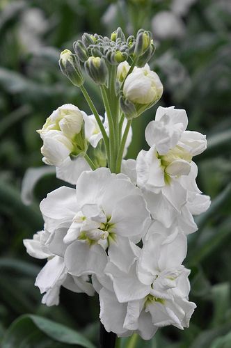 15. Matthiola incana -Violier. Sterk geurende bloem, zomerbloem, oogst met wortels. Stocks Flowers, White Stock Flower, White Stocks, Matthiola Incana, Victorian Language, Stock Flower, White Plants, Line Flower, Moon Garden