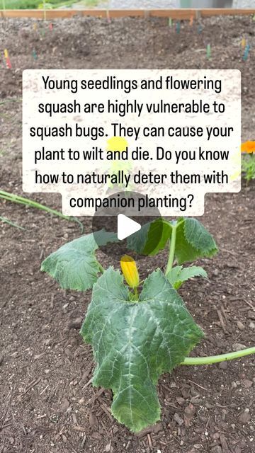 Kristin Green on Instagram: "The squash bug is a common pest of squash, pumpkins and cucumbers.  Young seedlings and plants that are flowering are most vulnerable. Squash bugs can cause young plants to wilt and die.  Companion planting can deter squash bugs. Plant these with your plants to deter the dreaded squash bug:  1. Marigolds: repel squash bugs and squash vine borers 2. Chives: squash bugs dislike the strong smell, but the blossoms attract pollinators 3. Mint: the fragrance deters squash bugs (and other pests!) 4. Dill: repels squash bugs and brings in pollinators  #companionplanting #companionplants #plants #squash #squashbug #naturalpestcontrol #pestcontrol #protectyourplants #gardenhack #gardenhacks #gardenadvice #growyourown #growyourownveggies  #howtogrow" Spaghetti Squash Plant, How To Make Squash, Growing Squash, Squash Bugs, Squash Plant, Natural Pest Control, Attract Pollinators, Companion Planting, Pest Control