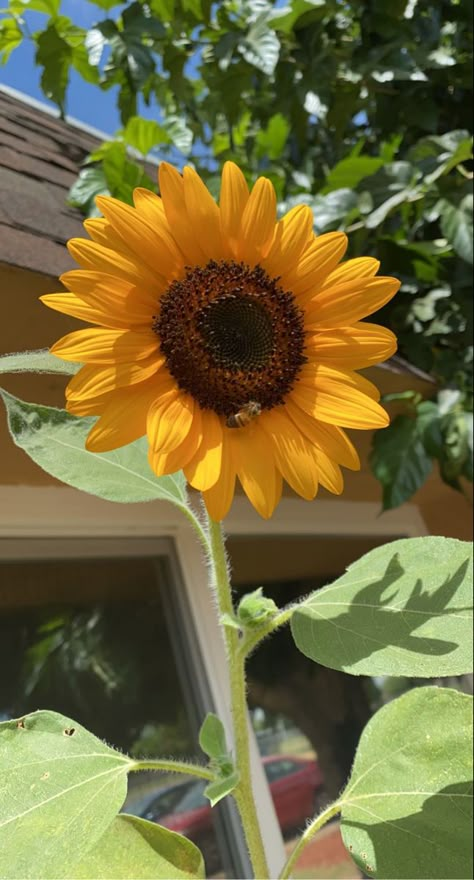 Sunflowers Aesthetic, Aesthetic Sunflower, Sunflower Plant, Sunflower Aesthetic, Floral Design Classes, Sunflowers And Roses, Yellow Petals, Planting Sunflowers, Sun Flowers