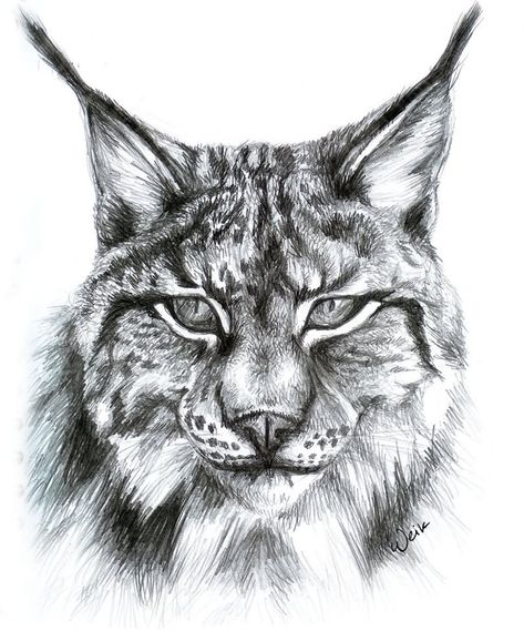 Lynx, Black And White, White, Black