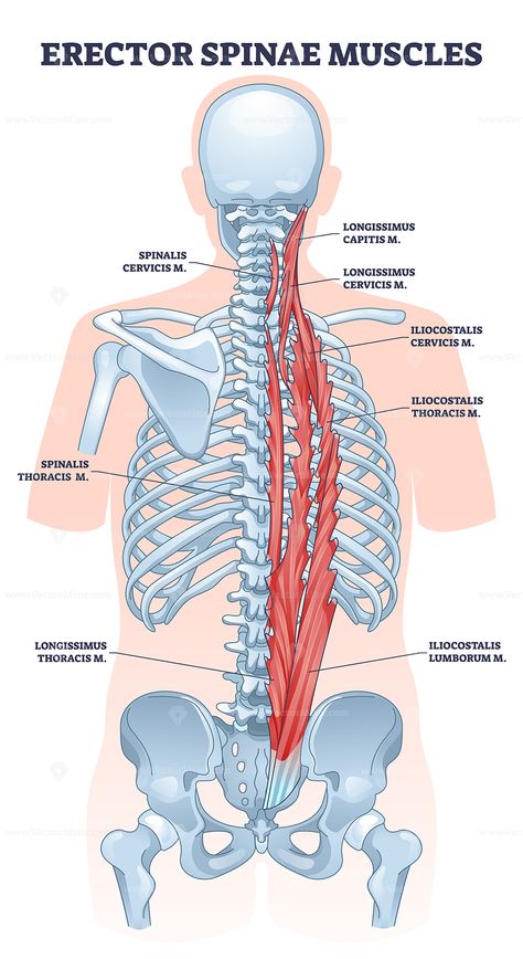 Skeletal Muscle Anatomy, Erector Spinae, Function Diagram, Muscular System Anatomy, Muscle Diagram, Human Muscle Anatomy, Sports Massage Therapy, Human Back, Lower Back Muscles