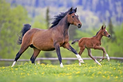 Horse And Foal, Mare Horse, Tiger Images, Animal Families, Mare And Foal, Mum And Baby, Horse Sketch, Bay Horse, Spring Meadow