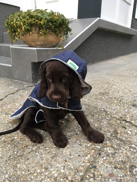 Cooker Spaniel, Chocolate Cocker Spaniel, Cocker Spaniel Puppies, Very Cute Dogs, Spaniel Puppies, Brown Dog, Fluffy Animals, Animal Companions, Cute Animal Photos