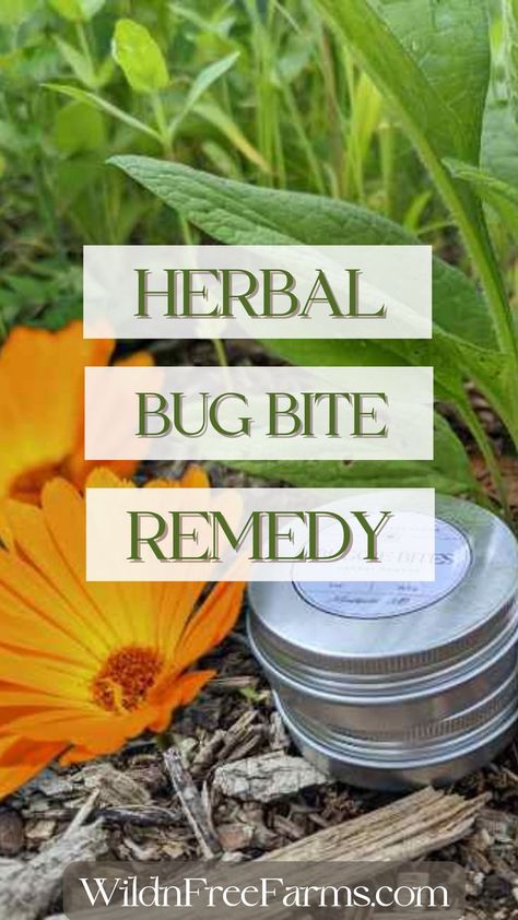 herbal bug bite remedy Bug Bite Remedy, Herbal Tinctures Recipes, Medicinal Tea Recipes, Herbs For Chickens, Bug Bites Remedies, Learning Herbs, Herbs List, Bug Bite, Medicinal Tea