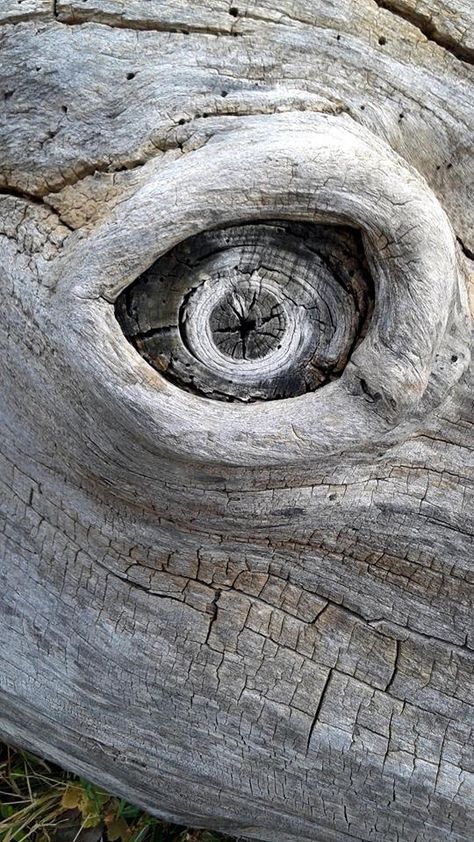 Eye Illusions, Nature Landscape Photography, Weird Trees, Tree People, Fallen Tree, Visual Illusion, Tree Faces, Tree Carving, Perfectly Timed Photos