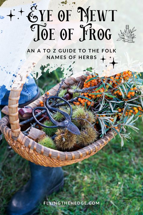 An A to Z Guide to the Folk Names of Herbs Sweet Annie Uses, Herb Names, Names Of Plants, Appearances Can Be Deceiving, Potion Ingredients, Witchy Quotes, Eye Of Newt, Witches Garden, Herbal Witch