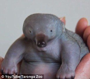 Baby Echidna abandoned by it's mother being cared for by a vet. Echidna Puggle, Elephant Rescue, Australian Fauna, Whale Stuffed Animal, Coheed And Cambria, I Like Dogs, 5 Babies, Koala Bear, Sea Animals