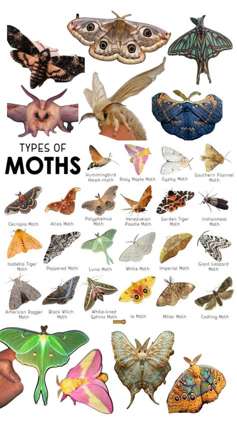 MOTHS!!!! XDD Different Types Of Moths, Different Moths, Moth Diagram, Cool Moths, Moth Anatomy, Moth Creature, Cute Moths, Fluffy Moth, Moth Oc