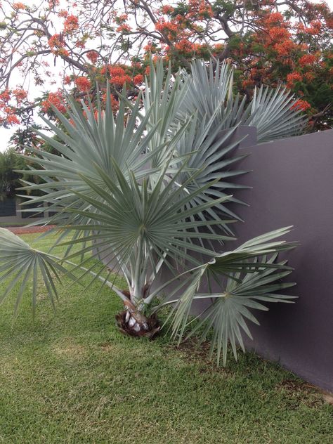 Bismarck Palm on Fairfield Corso Bismarck Palm, Contemporary House Exterior, Contemporary House, House Exterior, Sweet Home, Exterior, Plants, Palmas