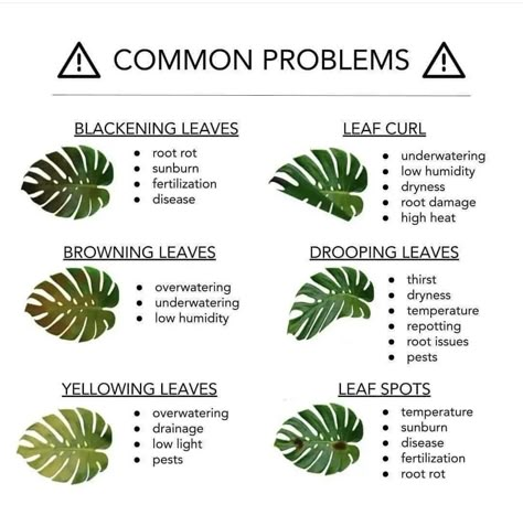 Monstera Plant Care, Plant Diary, Plant Care Houseplant, Plant Hacks, Plant Problems, Inside Plants, Growing Plants Indoors, Indoor Plant Care, Plant Decor Indoor