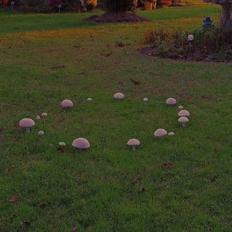 Fairy Ring Mushrooms, Fairy Ring Mushroom, Mushroom Circle, Fairies Aesthetic, Faerie Core, Faerie Aesthetic, Fae Aesthetic, Terra Do Nunca, Fairy Circle